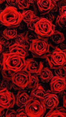 Photo of ChompChomp 2.