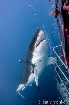 photo of Fin Girl G.