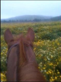 photo of Kathleen K.