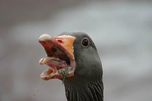 Photo of Savage G.