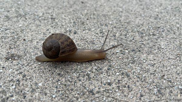 photo of Splinter S.