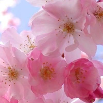 photo of Adrienne L.