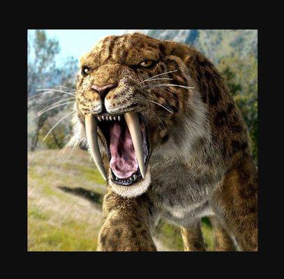 photo of Sabertooth M.