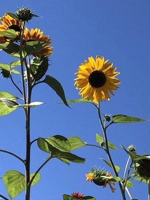 photo of Christine L.