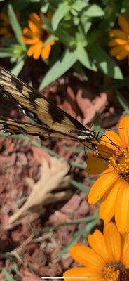 photo of Giovanna W.