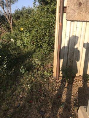 photo of allowisjes n.