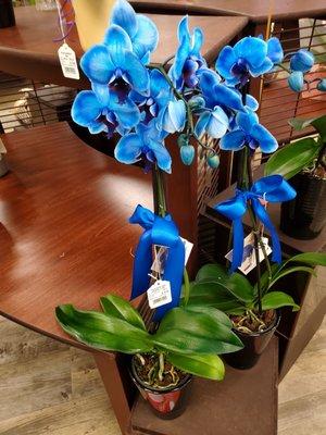 photo of Jeanette G.