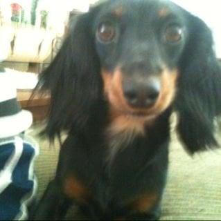 Photo of Roxy D.