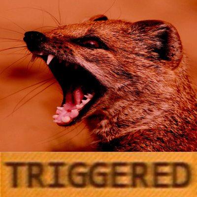 photo of Enchanted M.