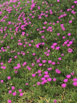 photo of Ivelissa V.