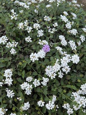 photo of Mackenzie R.