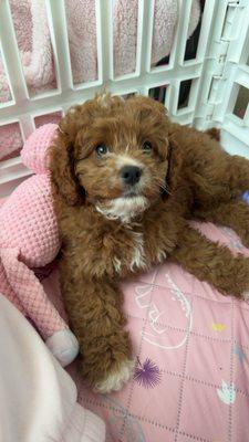 photo of Elexandria S.