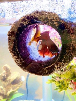 photo of Joycie J B.