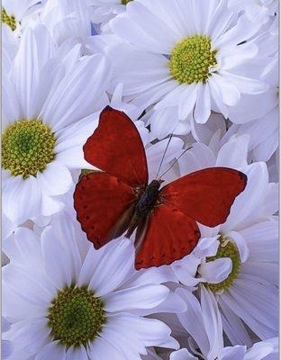 photo of Jameelah F.