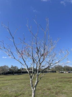 photo of Alacransita C.