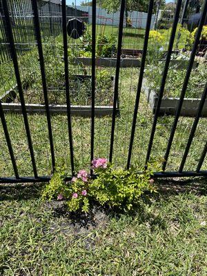 photo of Marjorie B.