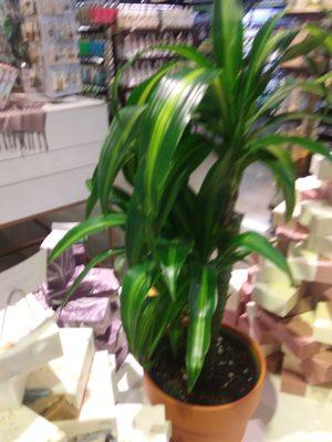 photo of Kimberly Y.