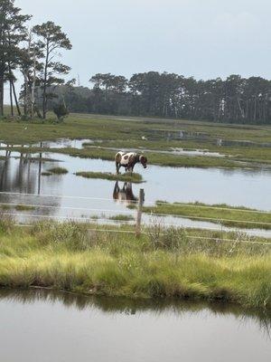 photo of Patricia A.