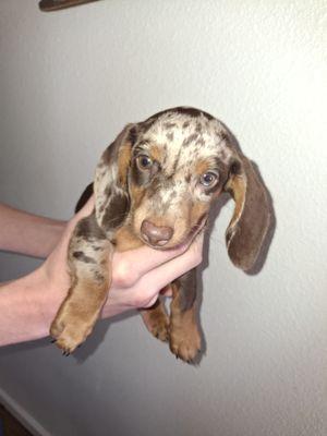 Photo of Blue W.
