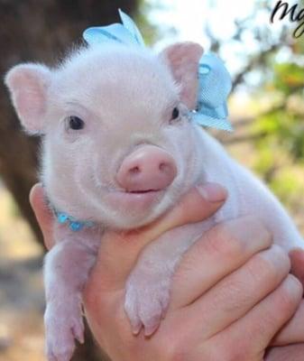 photo of Maricela C.