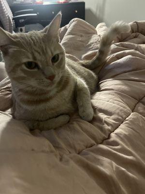 photo of Polly The S.