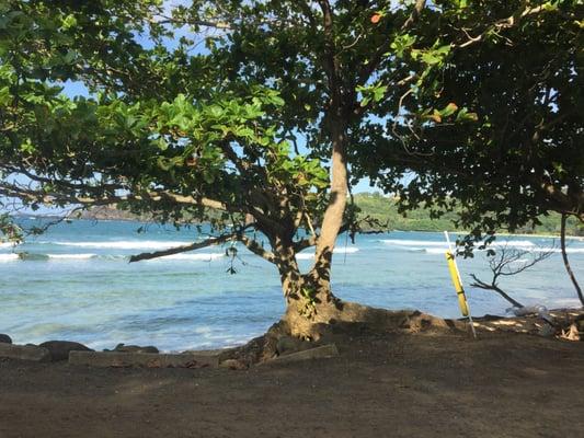 photo of Pratibha S.