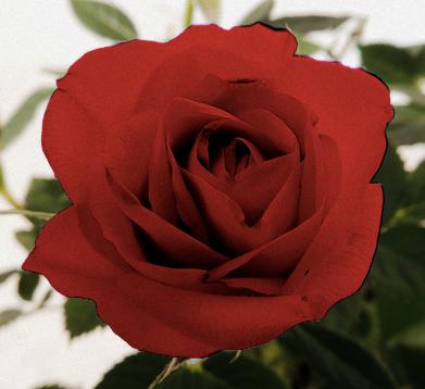 photo of Jacqueline B.