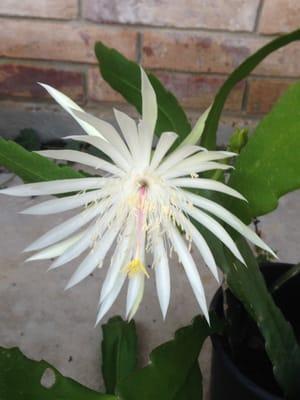 Photo of Herschel S.