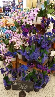 Photo of Victoria K.