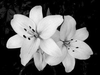 photo of TraciAnn H.