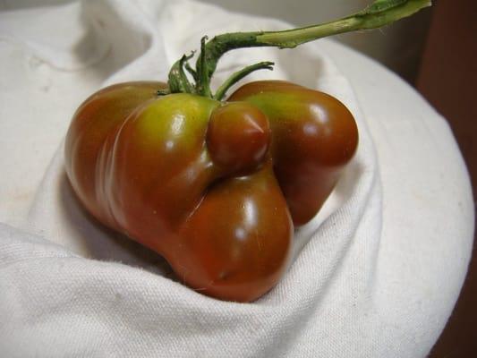 Photo of Tomato B.