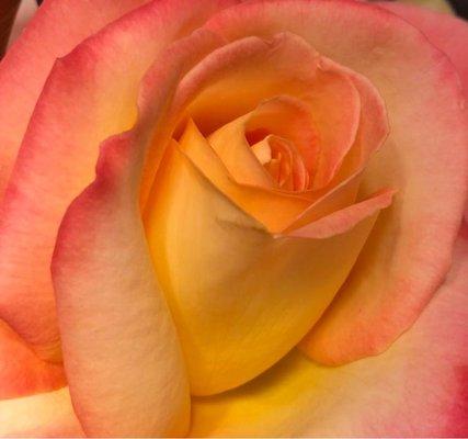 photo of Katharine F.