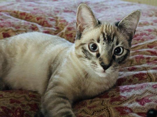 Photo of Cat D.