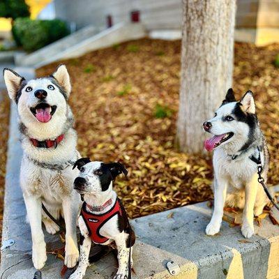 photo of Saemlinh I.