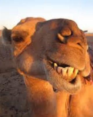 photo of Courtney P.