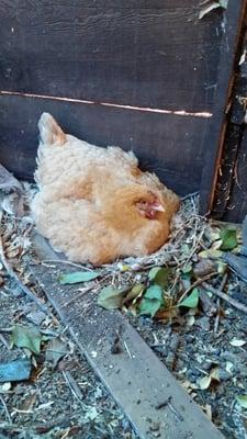 Photo of Butter F.