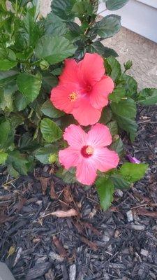 Photo of Wandaliz V.