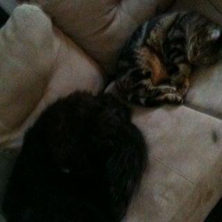 photo of Jennifer H.