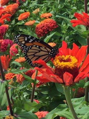 Photo of Virginia E.