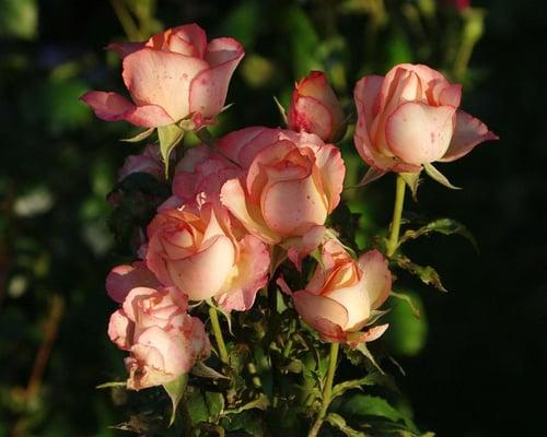 photo of Kimberly W.