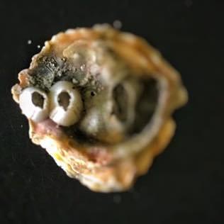 Photo of Shawn Gina P.