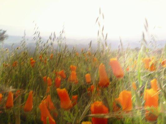 photo of Froggymc Y.