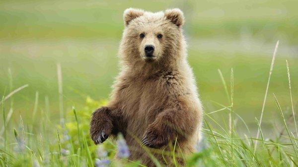 Photo of Big Bear ..
