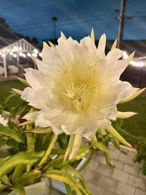 Photo of Michelle V.