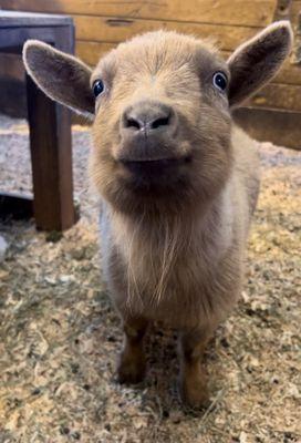 photo of Primerose S.