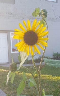 photo of Brainflower A.