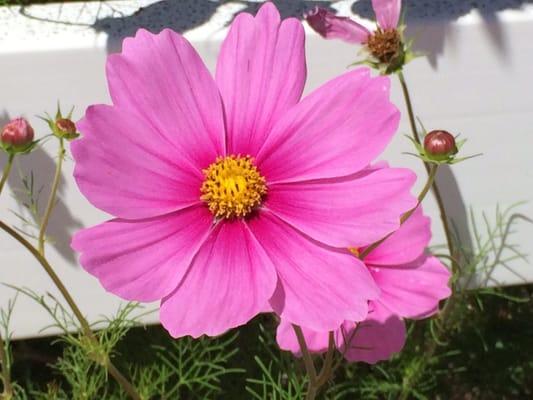 photo of PeepODay D.