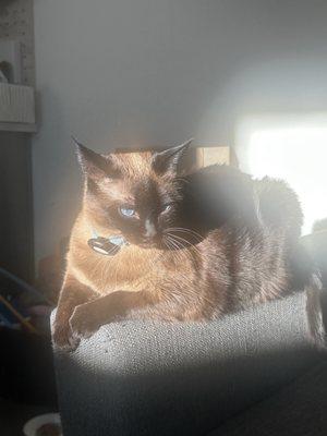 Photo of Zinnia L.