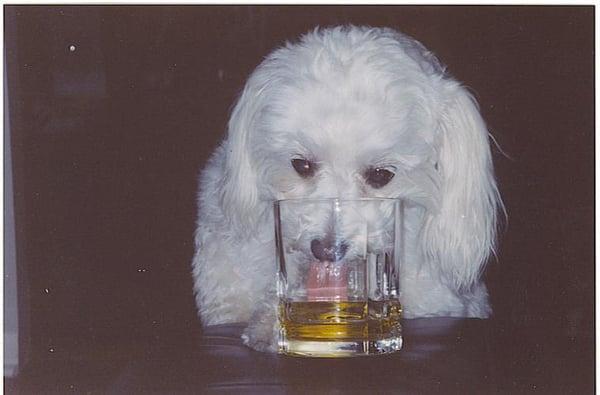 Photo of Petey D.
