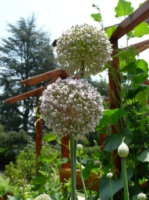 photo of Christy Lin S.